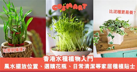 水種植物風水|水種植物風水｜香港水種植物入門！風水擺放位置/換 